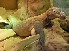 Varanus komodoensis 2 (24-9-18 Artis) Varanus komodoensis 2 (24-9-18 Artis)