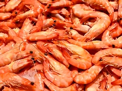 LANGOSTINOS