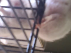 ardi tigrilla bulto de atras ardi tigrilla bulto de atras
