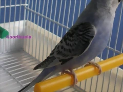 violeta 9-10-10 (3)