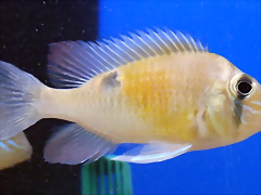 Biotodoma cupido Biotodoma cupido