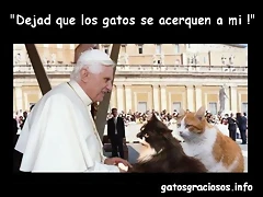 papa-benedicto-xvi-y-sus-dos-gatos papa-benedicto-xvi-y-sus-dos-gatos