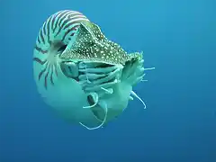 Nautilus_profile