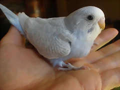 5  pollo  7-12-11