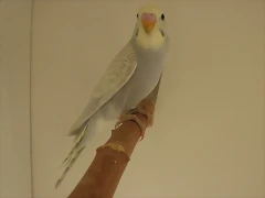 1 pollo  7-12-11