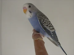 2  pollo  7-12-11