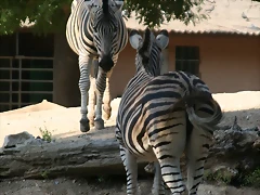Zoo de Barcelona 043 Zoo de Barcelona 043