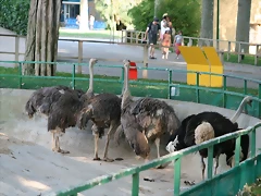 Zoo de Barcelona 072 Zoo de Barcelona 072