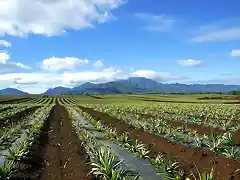 Pineapple Field, Oahu