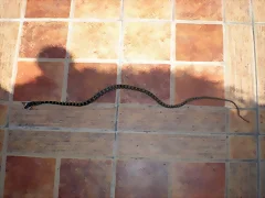 Serpiente terraza 1