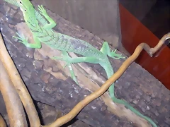Varanus prasinus (16-6-13 Terarium Praha, Dubeč) Varanus prasinus (16-6-13 Terarium Praha, Dubeč)
