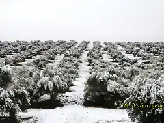 24, olivares del planto bajo, marca