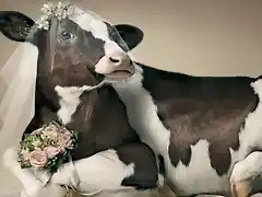 vaca-novia