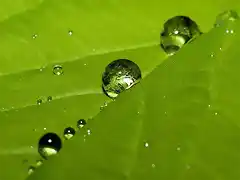 Aqua-Leaf-1