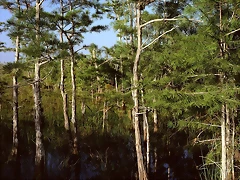 Dwarf Cypress Forest, Everglades National Park, Florida Dwarf Cypress Forest, Everglades National Park, Florida