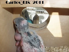 mami (2) 16-2-11
