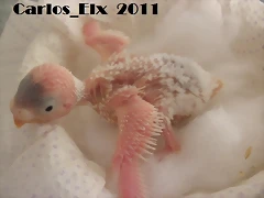 3 pollo 16-2-11