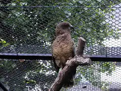 Kea (Nestor notabilis)