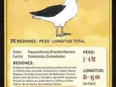albatros de ceja negra