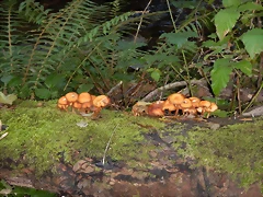 DSCN8733 DSCN8733