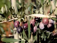 17, aceitunas en la oliva, marca