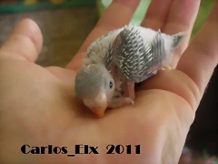 5 pollo  9-9-2011