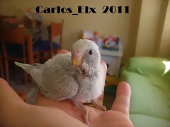 1 pollo 9-9-2011