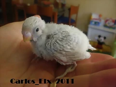 2 pollo  9-9-2011