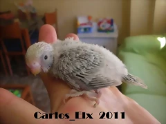 3 pollo  9-9-2011
