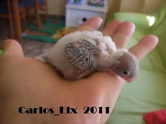 4 pollo  9-9-2011