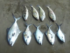 pesca 20-2-2012 025