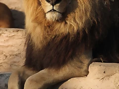 Zoo de Barcelona 19-02-12 710 Zoo de Barcelona 19-02-12 710