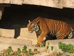 Zoo de Barcelona 19-02-12 697 Zoo de Barcelona 19-02-12 697