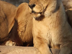 Zoo de Barcelona 19-02-12 708 Zoo de Barcelona 19-02-12 708