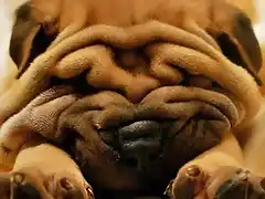 sharpei