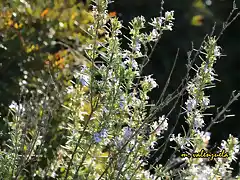 13, flores por todos lados, marca