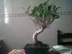 IMG00177-20120520-1331