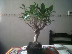 IMG00179-20120520-1332