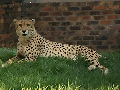 Kgaswane Mountain Reserve 19-04-09 & National Zoological Gardens 182 Kgaswane Mountain Reserve 19-04-09 & National Zoological Gardens 182