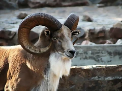 Kgaswane Mountain Reserve 19-04-09 & National Zoological Gardens 232 Kgaswane Mountain Reserve 19-04-09 & National Zoological Gardens 232