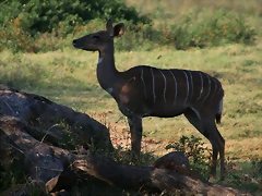 Kgaswane Mountain Reserve 19-04-09 & National Zoological Gardens 226 Kgaswane Mountain Reserve 19-04-09 & National Zoological Gardens 226