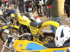ossa amarilla