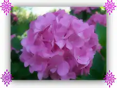 Hortensia_2