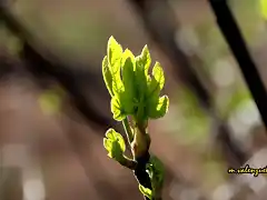 08, higuera en flor, marca2