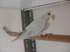 1  pollo  3-12-11