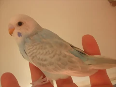 4  pollo  3-12-11