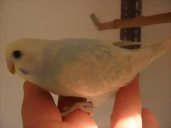 3 pollo  3-12-11