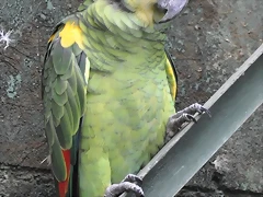 AMAZONA SUDAMERICANA