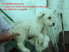 cachorros de 3 meses Sevilla