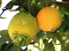 10, naranjas madurando, marca